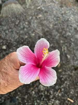 Hibiscus rosa-sinensis (Akaka Falls) — Vintage Green Farms with